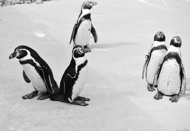 penguins_800