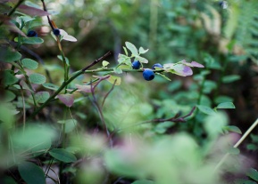 blueberry_900